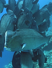 Sipadan_2015_Poisson perroquet a bosse_Bolbometopon muricatum_IMG_2218_rc